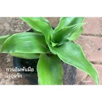 ราคา ต้นกวนอิมพันมือ หรือวาสนาเลื้อย (4425046490)