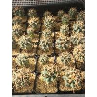 ราคา เฟอโรเล็บเหยี่ยว กระถาง 2 นิ้ว (16234301254)