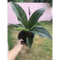 ราคา ต้นโชคเก้าชั้น ดำ ก้านดำ (14425220385)