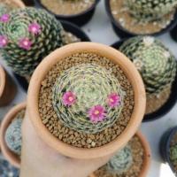 ราคา เมล็ดแมมขนนกเหลือง "mammillaria schiedeana" 100 เมล็ด (9079597033)