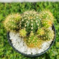 ราคา กระบองเพชรดาวล้อมเดือน (Echinopsis calochlora K.Schum.) หน่อเยอะ เลือกต้นได้ (13019703322)
