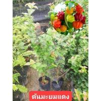 ราคา ต้นมะยมแดง ต้นละ 119 บาท (16468153529)