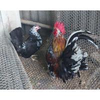 ราคา ไข่เชื้อไก่แจ้ ไก่เตี้ย 1ชุด4ฟอง (19504637925)