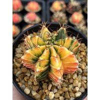 ราคา Gymnocalycium mihanovichii variegata (11556697868)