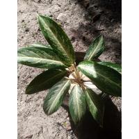 ราคา ต้นบัลลังค์เงิน ต้นไม้มงคล (10015963460)