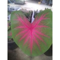 ราคา บอนสีช้างเผือกใบบัว#จัดส่งทั้งต้น/กระถางไม่ตัดใบ59บาท (9779303241)