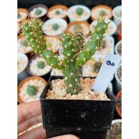ราคา แคคตัสนวมนักมวย Cylindropuntia fulgida ส่งพร้อมกระถางขนาด 2 นิ้ว (5569138064)