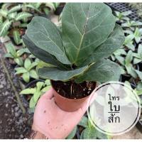 ราคา ต้นไทรใบสัก เพาะจากเมล็ด fiddle fig ไทรใบซอ ไทรใบยอ ไทรใบสัก (9856586824)