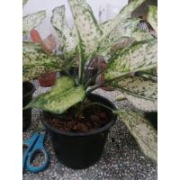 ราคา ต้นเพชรน้ำหนึ่ง 6นิ้วเต็ม (10670446703)