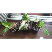 ราคา #Syngonium ต้นเงินไหลมา ด่างขาว (10020829637)