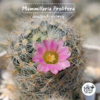 ราคา แมมเม็ดพริกดอกชมพู Mammillaria Prolifera แคคตัส กระบองเพชร (22802851605)
