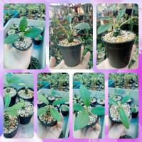 ราคา กระบองเพชร​ มะพร้าวทะเลทราย (7896534133)