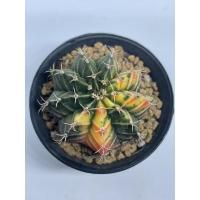 ราคา ยิมโนด่าง ไม้เพาะเมล็ด (11946962175)