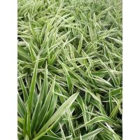 ราคา เศรษฐีเรือนนอก ต้นไม้มงคล (13517317556)