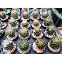 ราคา MAMMILLARIA SCHIEDEANA แมมขนนกเหลือง (10438586284)
