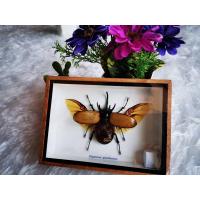 ราคา กว่างกางปีก แมลงสต๊าฟ ผีเสื้อสต๊าฟ งานไอเดีย แมลงเพื่อการศึกษา กรอบไม้ กล่องแมลง ของแต่งบ้าน ของสะสม (22837599237)