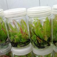 ราคา หยาดน้ำค้างออสเตรเลีย Drosera adelae (11948307044)