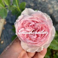 ราคา กุหลาบ Herzogin Christiana เฮอร์โซกิ้น คริสติน่า (ติดดอก) กุหลาบกึ่งเลื้อย มีกลิ่นหอม แบบถุง (17941181439)