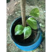 ราคา อิพิด่างขาวEpiด่างขาว (13608310111)