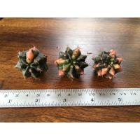 ราคา หน่อเด็ดสดยิมโนอ้วนส้ม3หน่อ (8525926315)