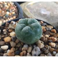 ราคา แคคตัส lophophora fricii (4352828239)