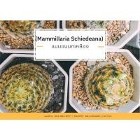 ราคา แมมขนนกเหลือง (Mammillaria schiedeana) ขนาด 3-5 ซม. (16406671782)