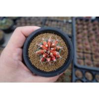 ราคา แคคตัส​ ยิมโนคาลิเซียมไม้ด่างหัวสี​ GYMNO​ CALYCIUM​ CACTUS​ (7791516212)