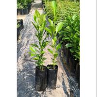 ราคา ต้นส้มโอทับทิมสยาม (เพาะเมล็ด) (7434981628)