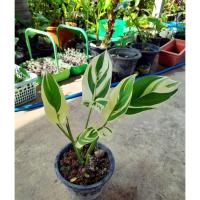 ราคา สาคูด่าง ใบด่างลายกล้วยฟอริด้ส (13845618677)