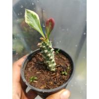 ราคา ต้นพญานาคราชด่าง ไม้มงคล (5682642843)