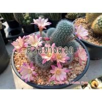 ราคา รีบูเทีย ดอกชมพู #แคคตัส #กระบองเพชร (4233130695)
