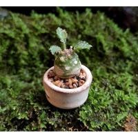 ราคา มะพร้าวจิ๋ว มะพร้าวแคระ มะพร้าวทะเลทราย (Dorstenia) (5207258149)