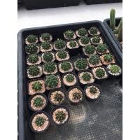 ราคา Cactus gymnocalycium mihanovichii ยิมโน‍ (12225315298)