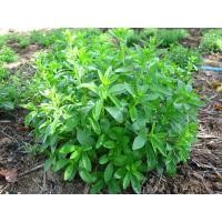 ราคา ต้นหญ้าหวาน หญ้าหวาน สวนเขาหมาก ความหวานแบบธรรมชาติ แทนน้ำตาล สมุนไพรรักษาสุขภาพ (7992479822)