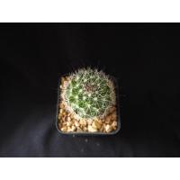 ราคา แมมหนามตะขอ Mammillaria Beneckei (8436847227)