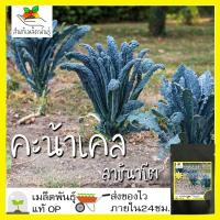 ราคา เมล็ดพันธุ์ คะน้าเคล ลาชินาโต 400 เมล็ด Lacinato Kale Seed เมล็ดพันธุ์แท้100% นำเข้าจากต่างประเทศ ปลูกผักสวนครัว ประหยัด (6244575896)