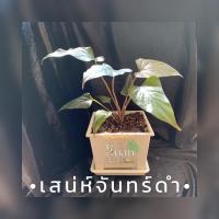 ราคา เสน่ห์จันทร์ดำ เสริมด้านคงกระพันชาตรี (6690722740)