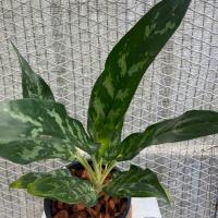 ราคา ต้นเขียวหมื่นปี เศรษฐีพันล้าน อโกลนิม่า ไม้มงคล (19954417612)