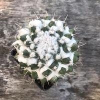 ราคา Mammillaria bucareliensis แมมหนามทุเรียน ไซส์ใหญ่‼️ (11036960764)