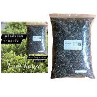 ราคา 1000กรัม เมล็ดต้นอ่อนทานตะวัน (ลาย/ดำลาย ) เพาะปลูก เพาะงอก เมล็ดต้นอ่อน เมล็ดทานตะวัน (4031543216)