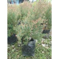 ราคา ต้นสนหอม(สนไล่ยุง)ขายราคาถูกพร้อมส่ง(ประกันสินค้าทุกกรณี) (6854896558)