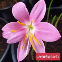 ราคา บัวดินแกรนดิฟลอร่า 1หัว หัวบัวดิน บัวดิน บัวดินสีชมพู (5153192097)