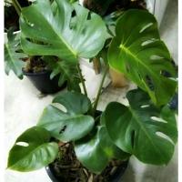 ราคา มอนสเตอร่า Monstera มอนสเตอร่าไจแอนท์ Monstera Deliciosa มอนสเตอร่า เดริซิโอซ่า ราชินีแห่งไม้ใบ (7693184344)