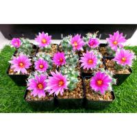 ราคา mammillaria schumannii (แมมชูแมน) (12643403393)