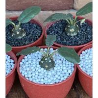 ราคา มะพร้าวทะเลทราย ใบกลม โขดอ้วนๆ (ดอร์ททีเนีย Dorstenia)เลือกได้ ส่งฟรีทุกต้น (5273139149)