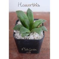 ราคา ฮาโวเทีย (Haworthia) (10653368611)