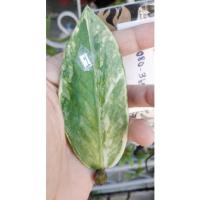 ราคา กวักมรกตด่างใบตัดสดติดก้านชมพู❤ (10713014420)