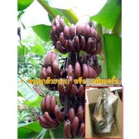 ราคา 1 หน่อกล้วยนาก หรือ กล้วยครั่ง กล้วยที่มีเปลือกสีแดงลูกใหญ่มาก หน่อสำหรับเพาะปลูก มีบริการเก็บเงินปลายทาง (9160359298)
