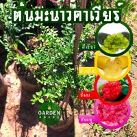 ราคา ต้นมะนาวคาเวียร์ ปลูกง่าย โตไว ขายได้ราคาดี มีรสเปรี้ยว (22771601179)
