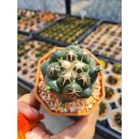 ราคา ช้างแคคตัส ไม้เมล็ด ดอกชมพู (16867109952)